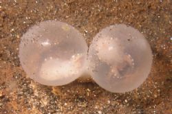 Cuttlefish Eggs with babies inside. Very macro Olympus 7070 by Brad Cox 